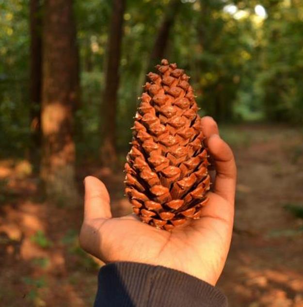 Pinus kesiya (Pinus insularis) - Pinheiro de Khasia, Khasi pine, Benguet pine