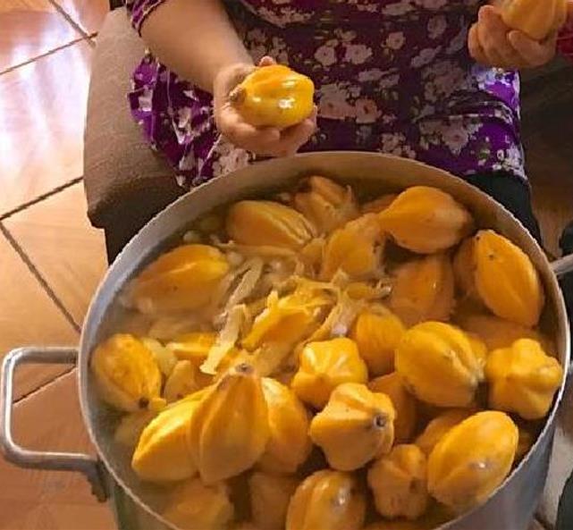 Carica pubescens Cobquecura (Vasconcellea pubescens Cobquecura) - Mamão Papaia Cobquecura, Mamão do Chile, Mamão de Cobq