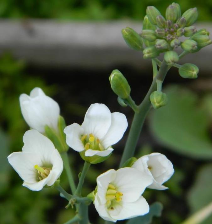 Brassica oleracea Kailaan (Gai Lan) - Couve Chinesa, Brócolis Chinês Kailaan (Gai Lan)