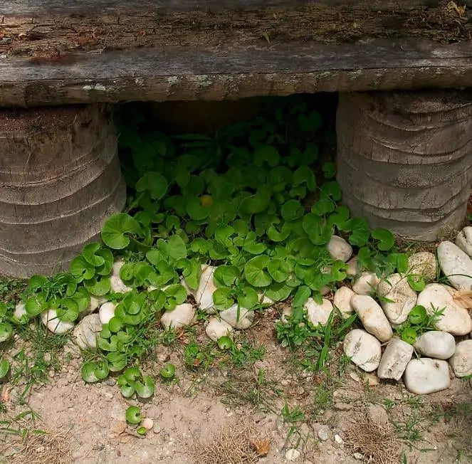 Centella asiatica - Centelha Asiática, Gotu kola, Brahmi