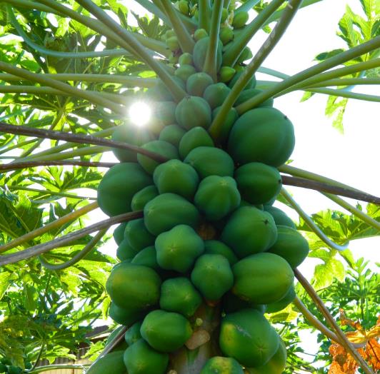 Carica papaya 'Coorg Honey Dew' - Papaya Honey Dew, Papaia Orvalho de mel, Mamão papaia Orvalho de mel