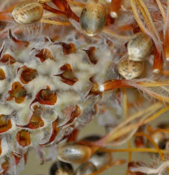 Leucospermum glabrum - Protea arbusto almofada de alfinetes de Outeniqua, Outeniqua pincushion