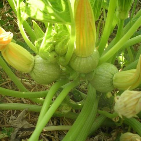Cucurbita Pepo De Nice (Certificação Orgânica) - Abobrinha Redonda Francesa, Abobrina De Nice, Guloseima Recheada