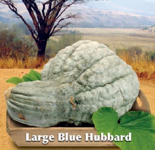 Cucurbita Maxima Hubbard Blue Giant (Certificação Orgânica) - Abóbora Hubbard Gigante, Abóbora Azul Colossal