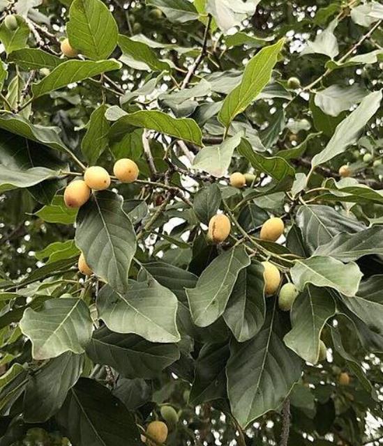 Berchemia discolor - Ameixeira africana, Árvore do Marfim castanho