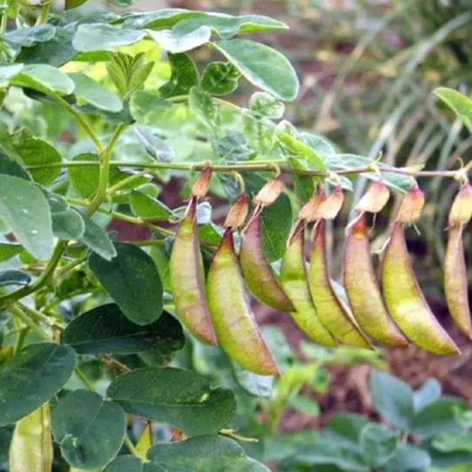 Astragalus schelkovnikovii - Erva da Longevidade,  Astragalo Armênio, Locoweed