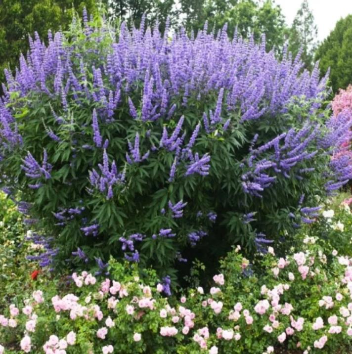 Vitex agnus-castus - Árvore da Castidade, Flor da Castidade, Vitex Agno-Casto