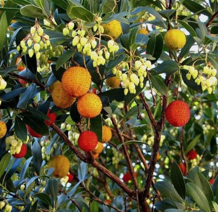 Arbutus unedo - Medronheiro, Árvore Morango, Ervedeiro, Êrvodo, Medronho, Strawberry Tree