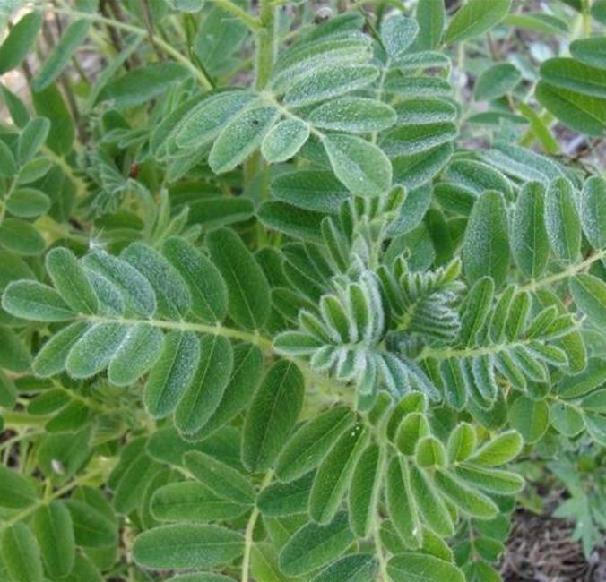 Astragalus schelkovnikovii - Erva da Longevidade,  Astragalo Armênio, Locoweed
