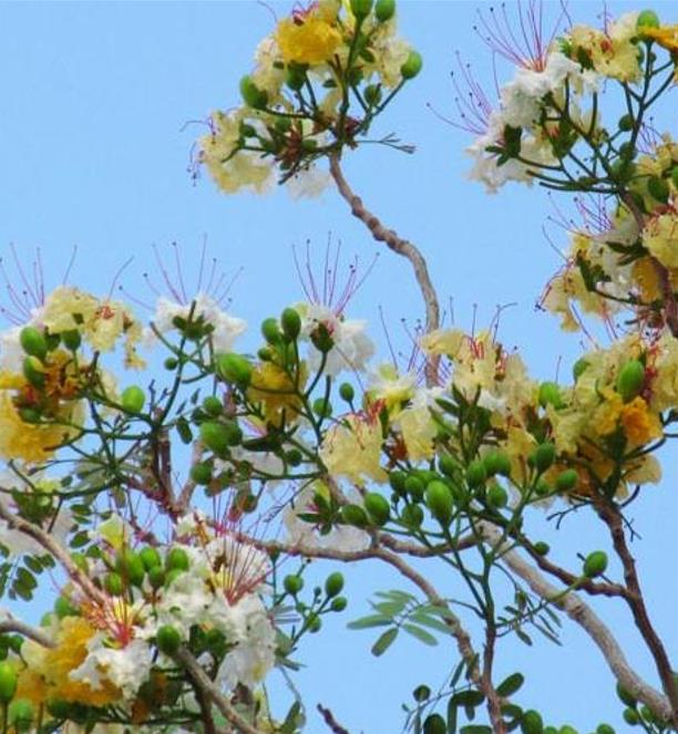 Delonix pumila - Poinciana adansonioides anã, Flamboyant Baobá, Flamboyant Garrafa