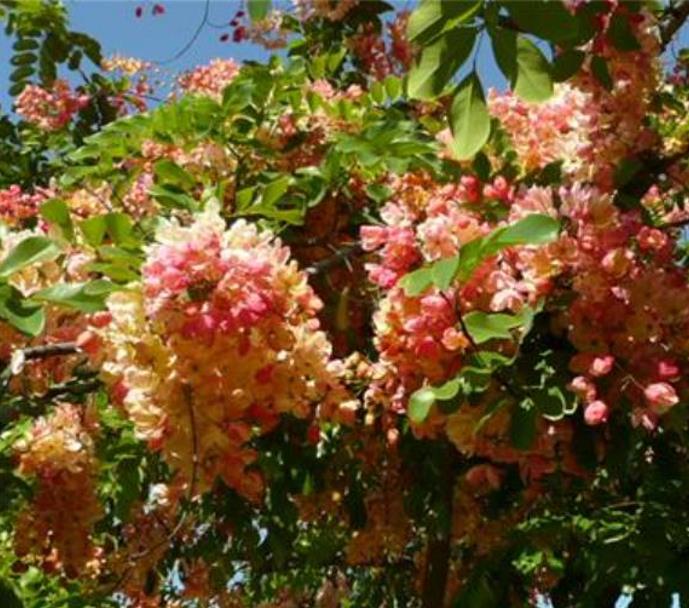 Cassia roxburghii (Cassia marginata) - Cassia vermelha, Árvore chuveiro vermelho, Árvore de Chuva Arco-Íris, Senna do C