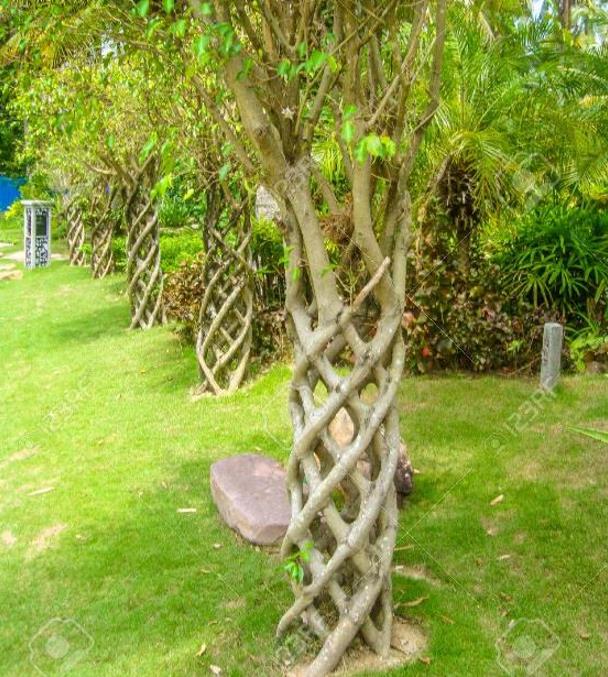 Ficus benjamina - Figueira Benjamim, Figo Chorão, Weeping Fig