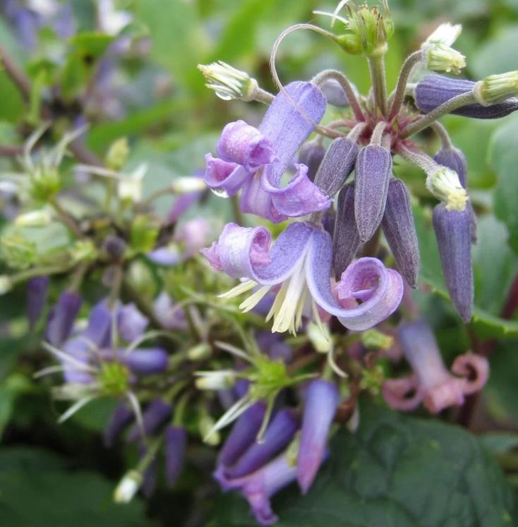 Clematis heracleifolia (Clematis davidiana) - Clematis Floração Jacinto, Clematis Flor de Jacinto, Clematis Arbustiva