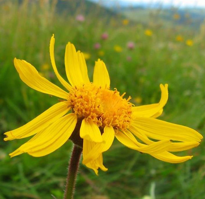 Arnica montana - Arnica verdadeira, Arnica da montanha