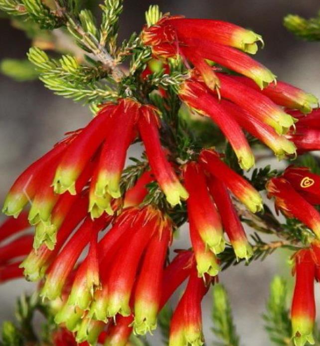Erica versicolor (Erica discolor) - Erica bicolor, Charneca bicolor, Outeniqua, Erica verdadeira