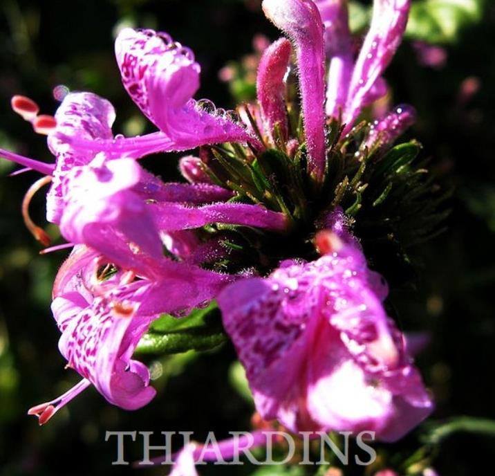 Hypoestes aristata - Arbusto fita, Ribbon Bush