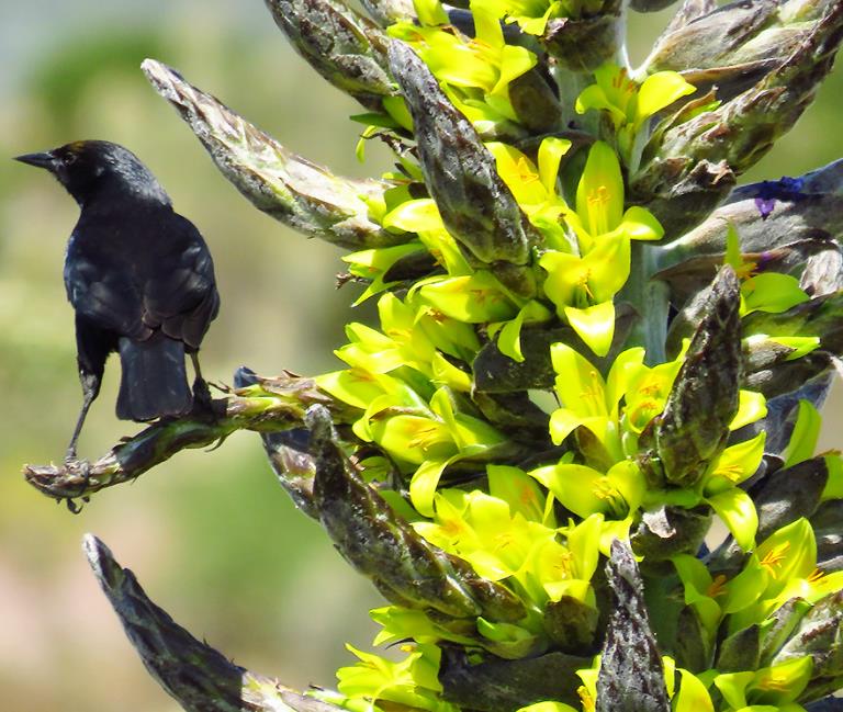 Puya chilensis - Bromélia do Chile, Chagual