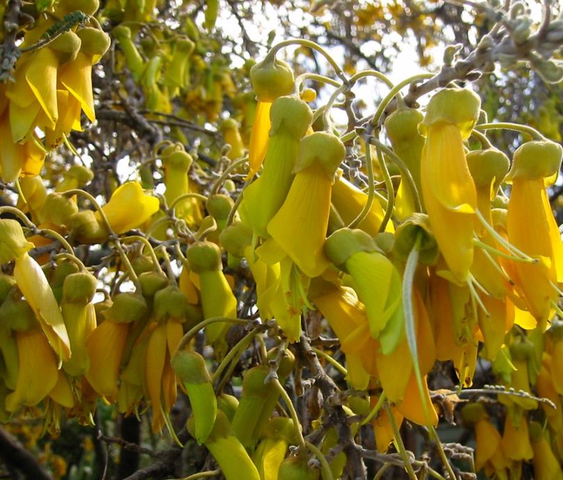 Sophora tetraptera - Kowhai, Árvore Laburnum da Nova Zelândia