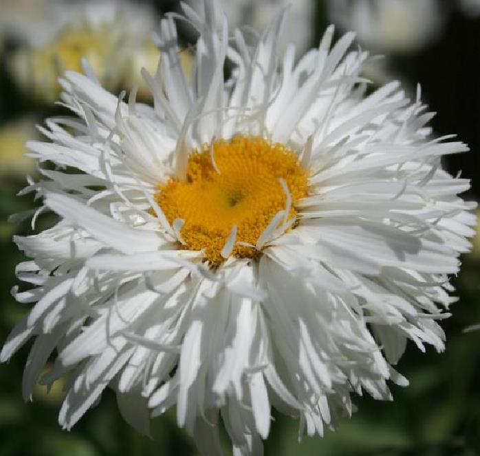 Leucanthemum superbum Crazy Daisy - Margarida Louca Dobrada, Margarida Shasta Dobrada, Double Shasta Daisy, Crazy Da