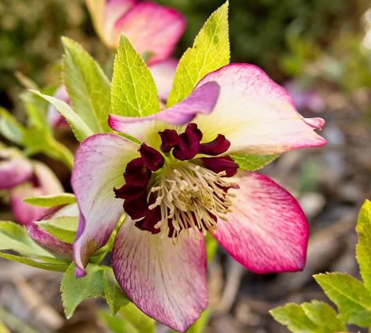 Helleborus x hybridus (Mix) - Rosa Quaresmal Mix, Flor de Cristo Mix, Rosa de Natal Mix, Heléboro Mix