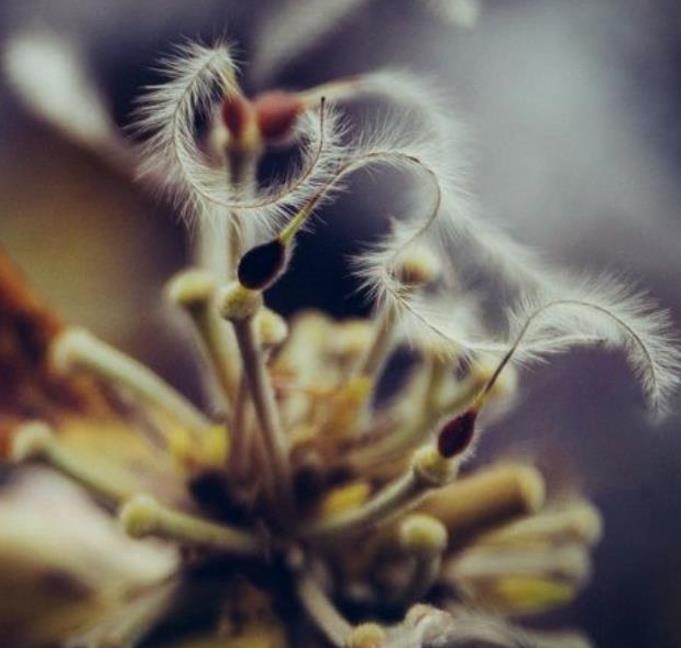 Clematis heracleifolia (Clematis davidiana) - Clematis Floração Jacinto, Clematis Flor de Jacinto, Clematis Arbustiva