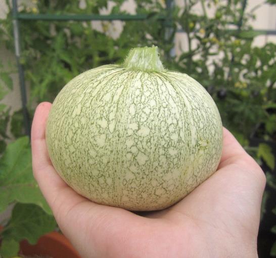 Cucurbita Pepo De Nice (Certificação Orgânica) - Abobrinha Redonda Francesa, Abobrina De Nice, Guloseima Recheada