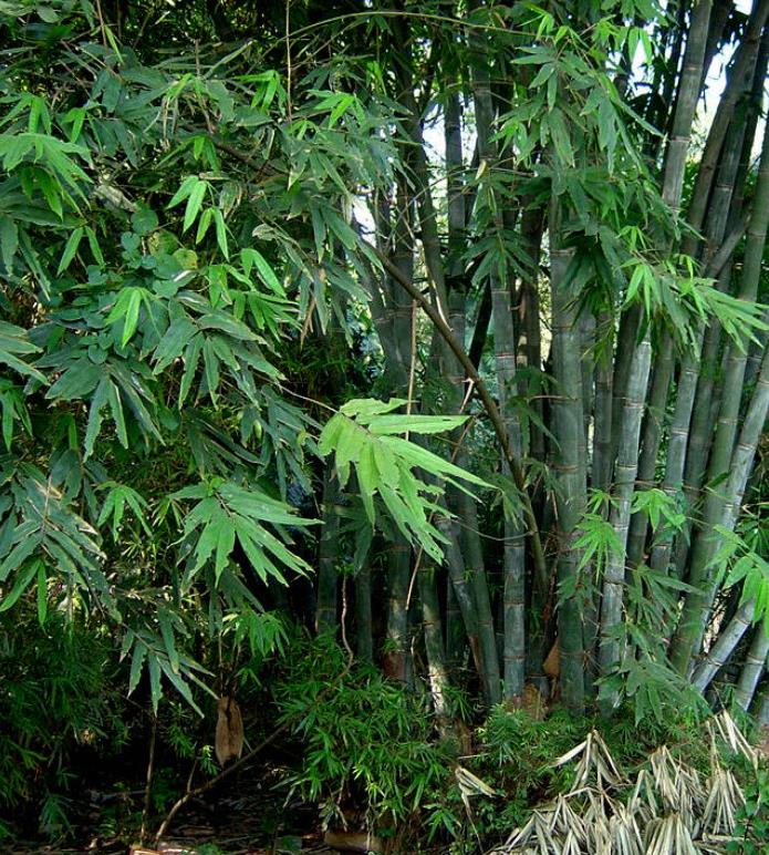 Dendrocalamus strictus - Bambu Ferro - Bambu Gigante Ferro, Bambu Sólido