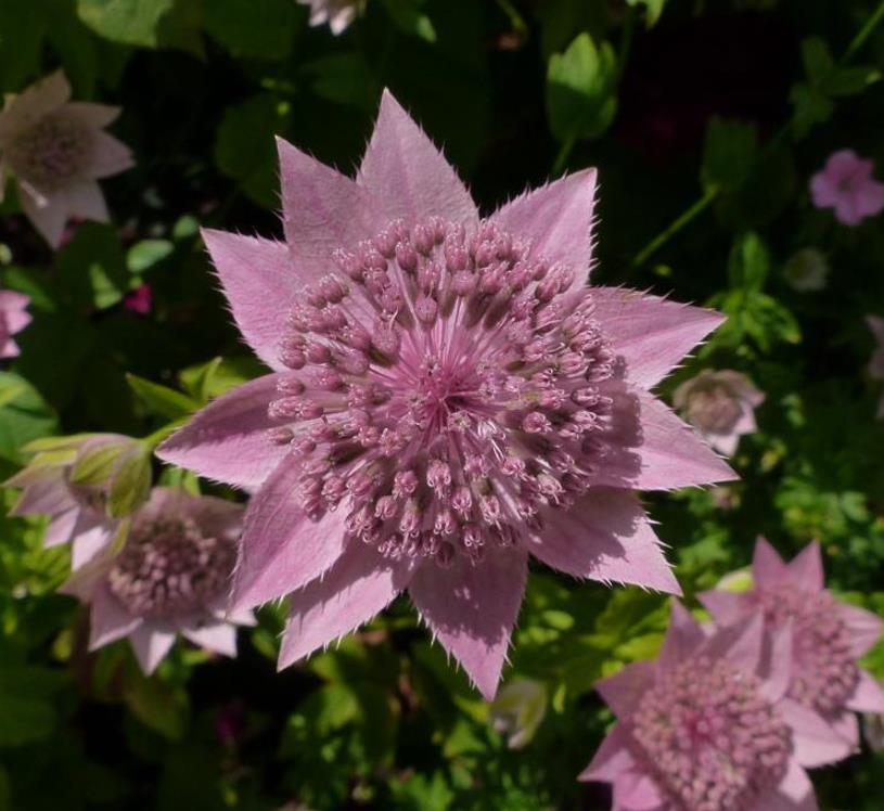 Astrantia maxima (Astrantia heterophylla, Astrantia speciosa) - Estrela Maior, Grande Obra-Prima, Masterwort