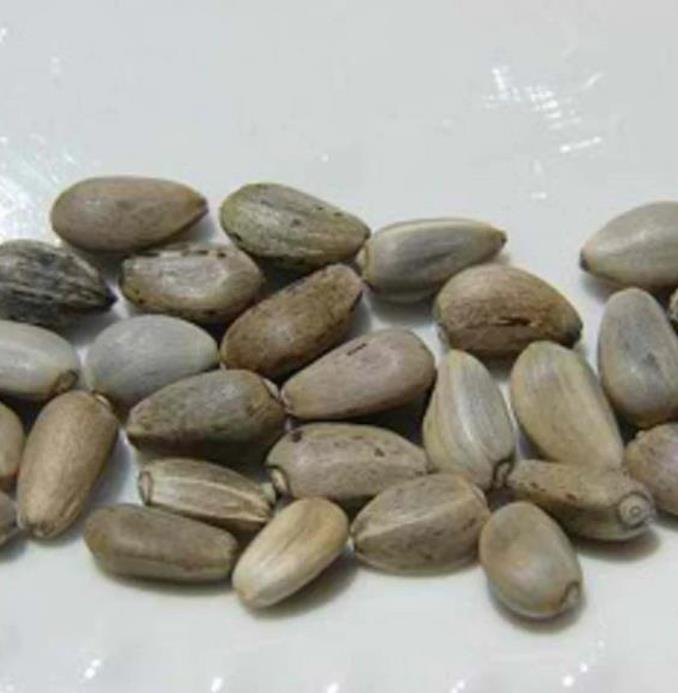 Cynara cardunculus ssp. Scolymus 'Gros Vert de Laon' - Alcachofra Vert de Laon, Alcachofra de Provença