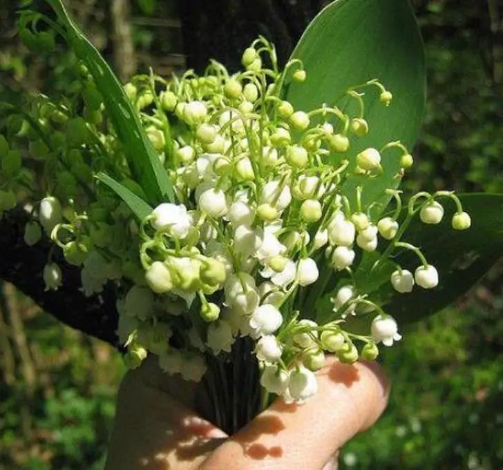 Convallaria majalis - Lirio do Vale, Muguet, Lírio de Maio, Lily of the Valley