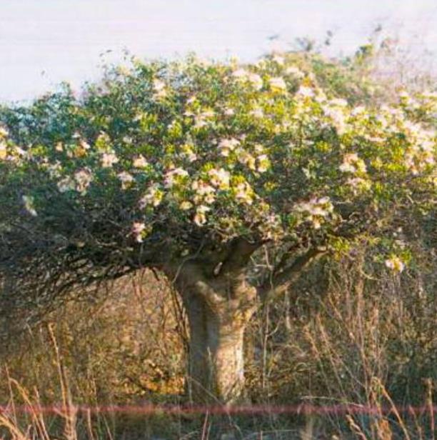 Delonix pumila - Poinciana adansonioides anã, Flamboyant Baobá, Flamboyant Garrafa