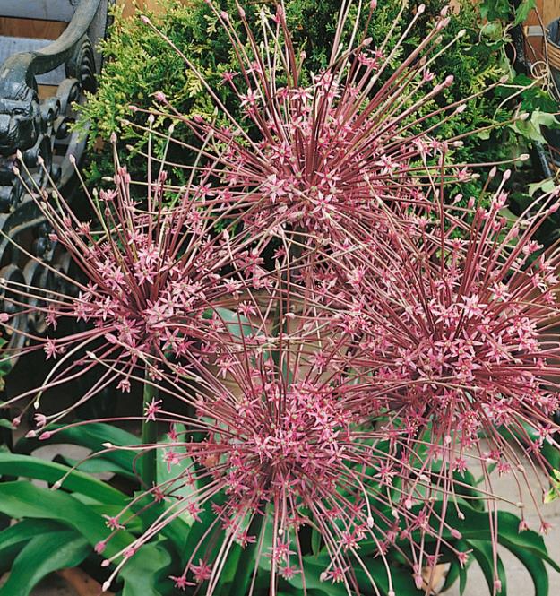 Allium schubertii - Cebola Ornamental Fogos de Artifício