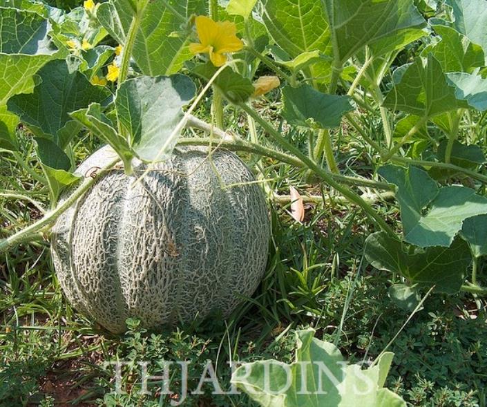 Cucumis melo coração de ouro - Melão Cantaloupe Coração de Ouro