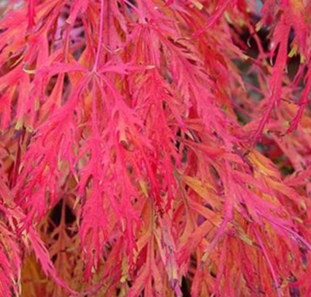 Acer palmatum Dissectum - Maple Folha de Renda, Maple Cascata, Bordo Cascata