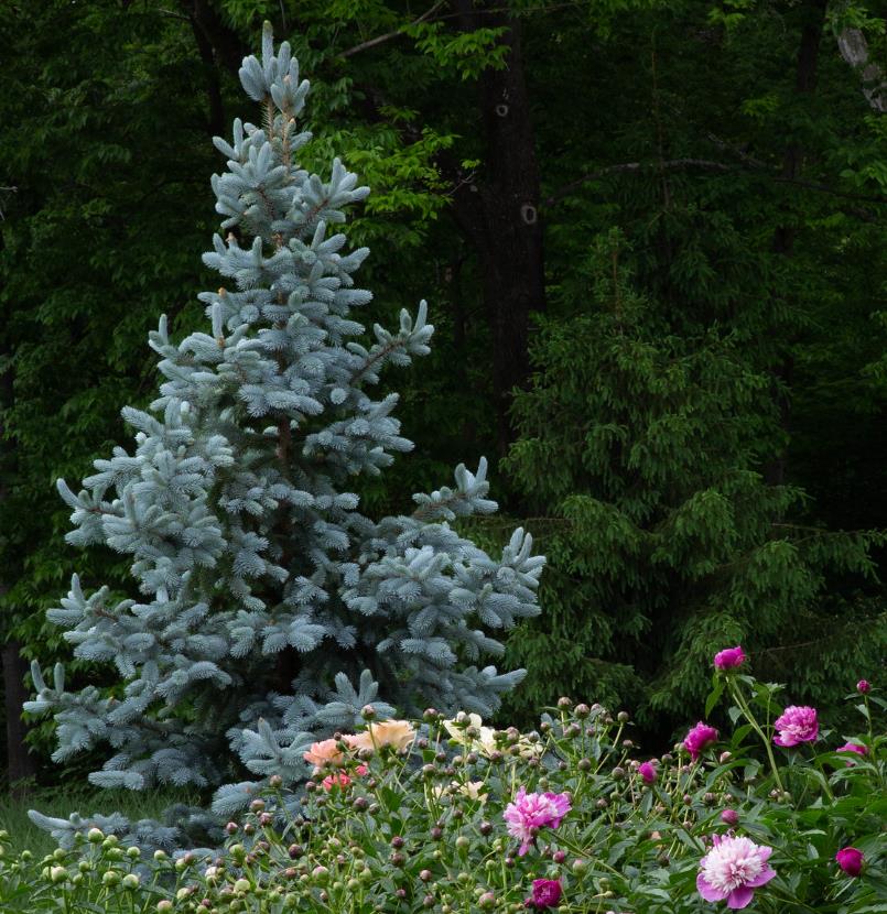 Picea pungens 'Glauca Blue' - Pinheiro Abeto Azul, Pinheiro Azul Prata do Colorado, Pinheiro Azul