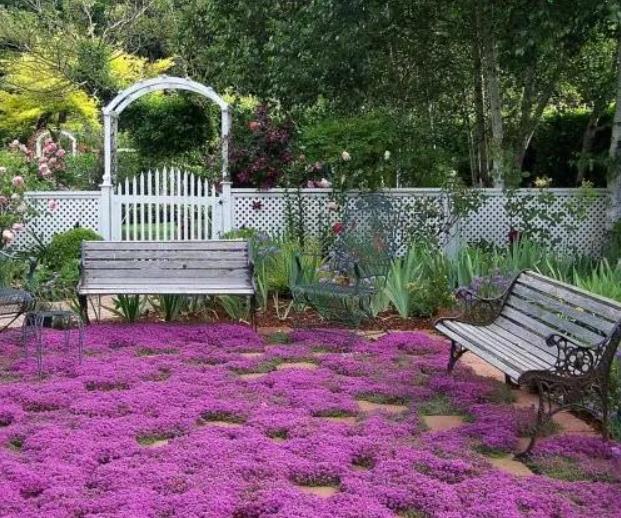 Thymus praecox - Tomilho Rastejante, Gramado Tomilho, Grama Aromática, Tomilho Mãe, Mother of Thy