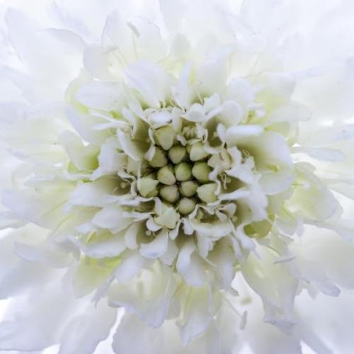 Scabiosa atropurpurea Snowmaiden - Doce Escabiosa "Flor Branca", Escabiosa dos Jardins, Flor da Saudade