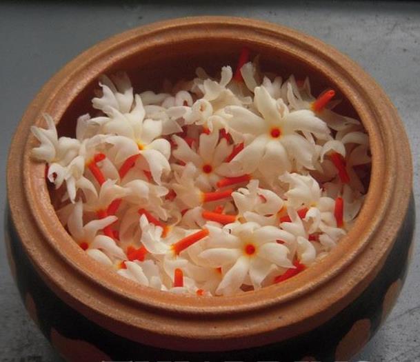 Nyctanthes arbor-Tristis - Jasmim da Noite, Árvore da Tristeza, Parijat