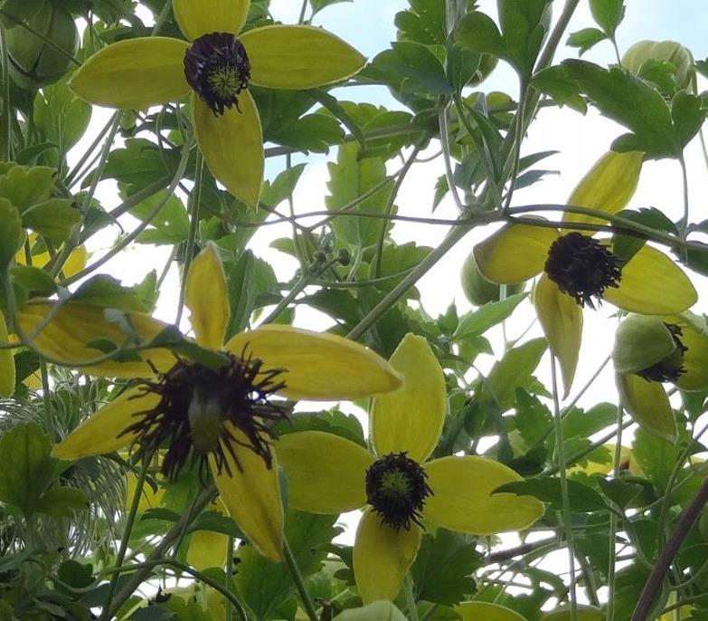 Clematis tangutica - Trepadeira Clematis Dourada, Clematis Sino Dourado, Clematis Tiara de Ouro