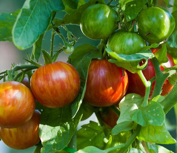 Solanum lycopersicon Tigerella Improved - Tomate Tigrado, Tomate Tigerella