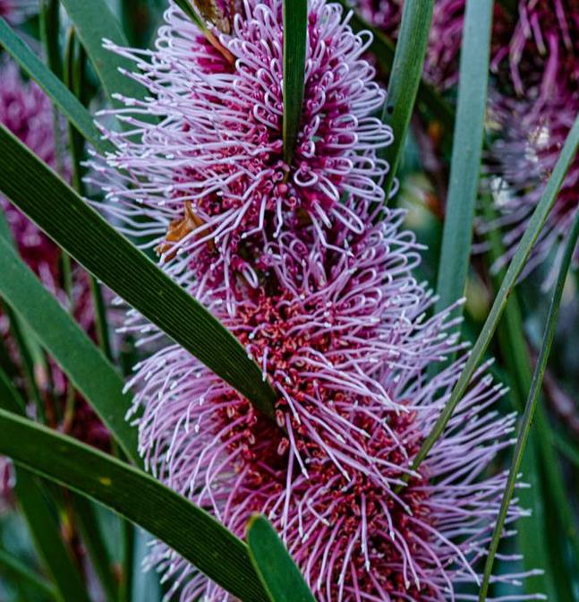 Hakea multilineata - Protea Hakea Multilineata, Hakea Folha de Lança, Hakea Folha de Gramíneas