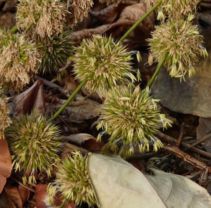 Dendrocalamus strictus - Bambu Ferro - Bambu Gigante Ferro, Bambu Sólido