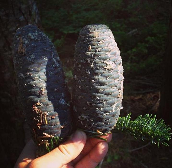 Abies amabilis - Abeto de Prata, Abeto Prateado do Pacífico, Cascade Silver Fir
