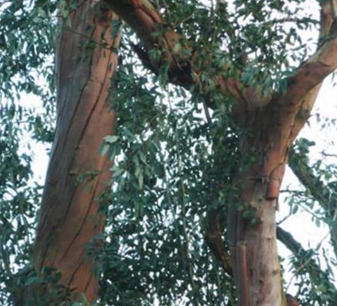 Corymbia gunnii - Eucalipto Goma de Cidra, Eucalipto Maple Syrup, Eucalipto Xarope de Bordo