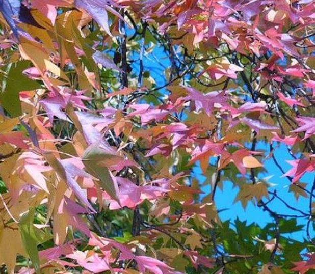 Liquidambar styraciflua - Liquidâmbar, Sweet-gum