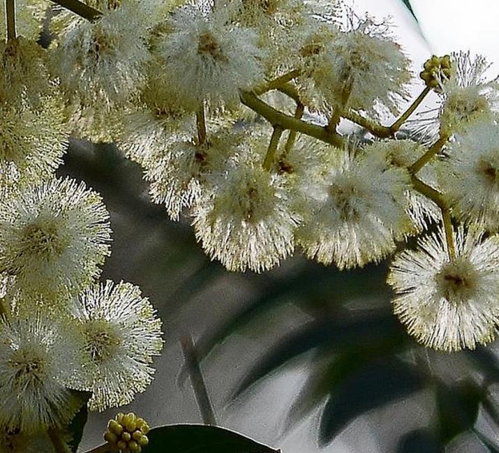 Eucalyptus melliodora - Eucalipto Melífero, Yellow Box