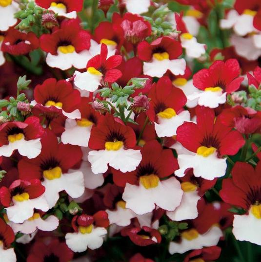 Nemesia strumosa Danish flag -  Jóia do Cabo sedutora, Nemésia sedutora vermelho e branca, Nemesia Danish Flag