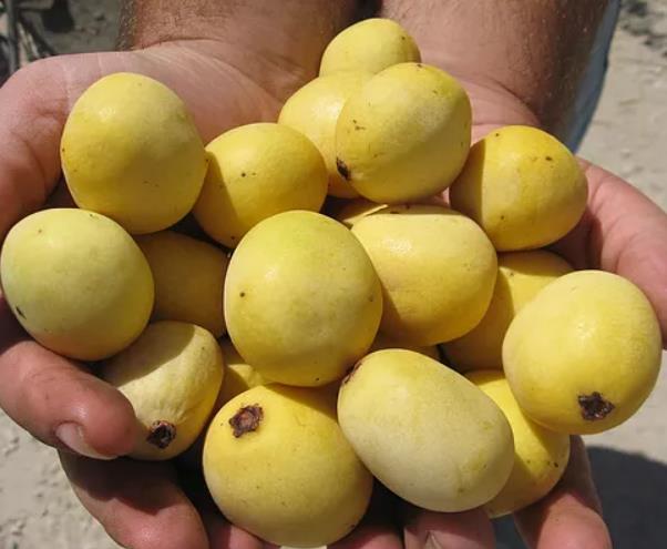 Sclerocarya birrea ssp. Caffra - Marula, Amarula, Árvore fruto do licor de Amarula