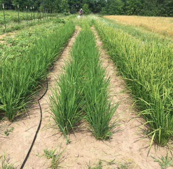 Oryza sativa Hayayuki (Certificação Orgânica) - Arroz Hayayuki