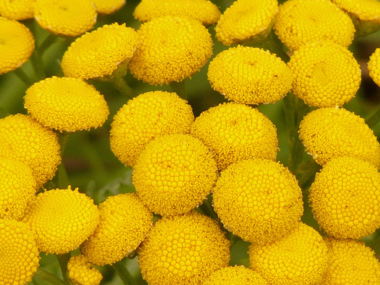 Tanacetum vulgare - Catinga de Mulata, Atanásia, Tanaceto, Erva dos Vermes, Palma Crespa